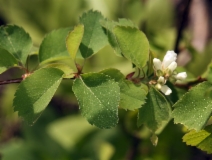 Amelanchier alnifolia var. semiintegrifolia