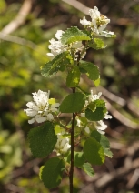 Amelanchier alnifolia var. semiintegrifolia