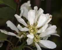 Amelanchier alnifolia var. semiintegrifolia