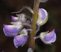 Lupinus latifolius var. latifolius