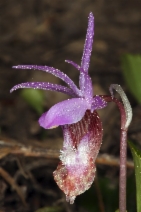 Calypso bulbosa