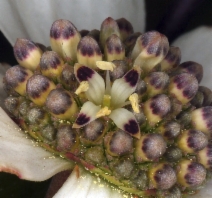 Cornus nuttallii