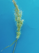 Polypogon interruptus