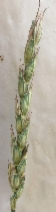 Triticum aestivum