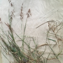 Agrostis capillaris