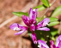 Polygala californica