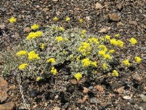 Eriogonum ternatum