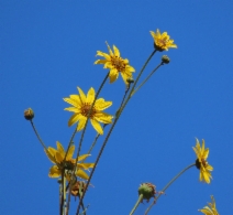 Helianthus gracilentus