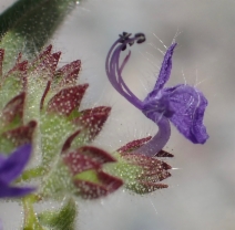 Trichostema rubisepalum