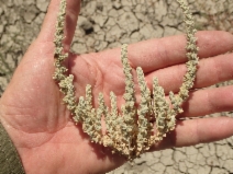 Atriplex coronata