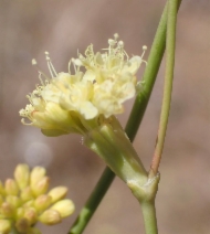 Eriogonum nudum var. indictum