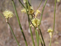 Eriogonum nudum var. indictum