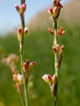 Polygonum aviculare ssp. depressum