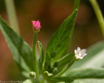 Epilobium ciliatum