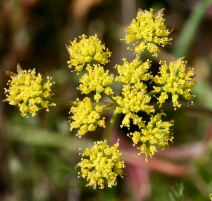Lomatium dasycarpum