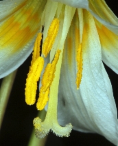 Erythronium oregonum