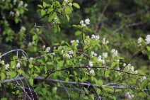 Ceanothus sanguineus