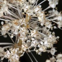 Ceanothus sanguineus