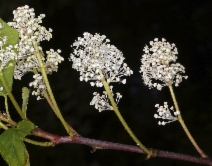 Ceanothus sanguineus