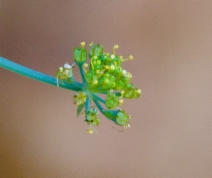 Lomatium repostum