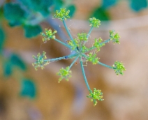 Lomatium repostum