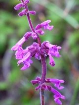 Stachys chamissonis