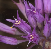 Allium acuminatum