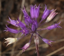 Allium acuminatum