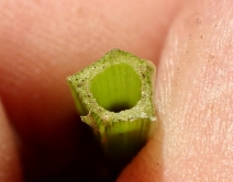 Oenanthe sarmentosa