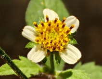 Bidens pilosa