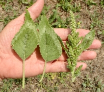 Amaranthus retroflexus