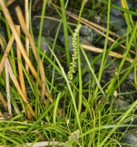 Triglochin striata