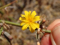 Chondrilla juncea