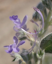 Trichostema ovatum