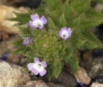 Verbena bracteata