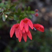 Keckiella corymbosa