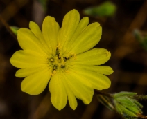 Lagophylla glandulosa