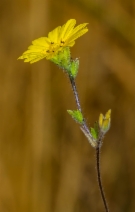 Lagophylla glandulosa