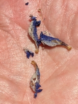 Penstemon heterophyllus var. heterophyllus