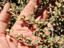 Ceanothus otayensis
