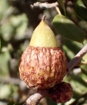 Quercus wislizeni var. frutescens