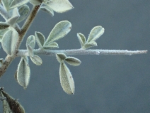 Pickeringia montana