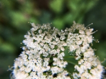 Oenanthe sarmentosa