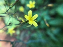 Lactuca saligna