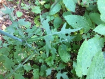 Lactuca saligna