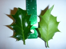 Ilex aquifolium