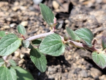 Ceanothus cordulatus