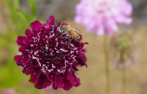 Scabiosa atropurpurea