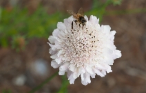 Scabiosa atropurpurea