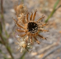 Madia sativa
